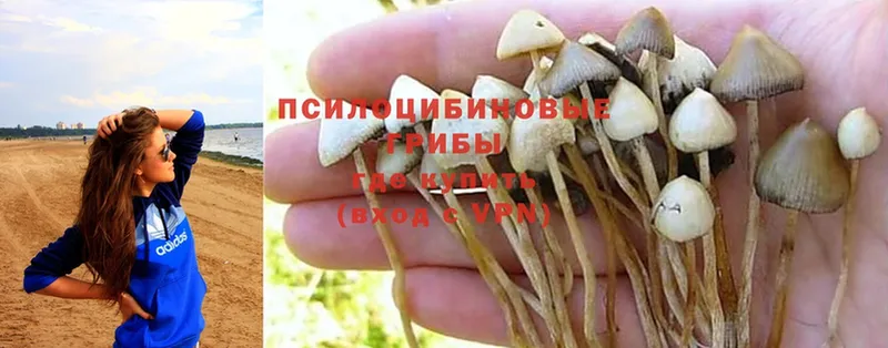 Псилоцибиновые грибы MAGIC MUSHROOMS  Магадан 